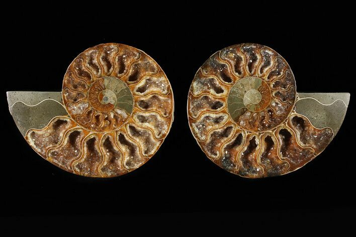 Cut & Polished Ammonite Fossil - Very Sparkly Crystals #78575